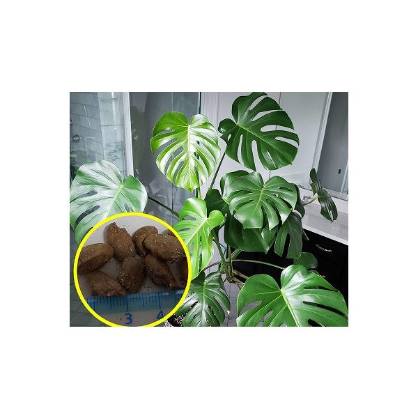 モンステラ デリシオーサの種子Monstera deliciosa数量1は種子5粒です(オマケ無し)仕入れ先：ドイツ入荷時期：2025年10月