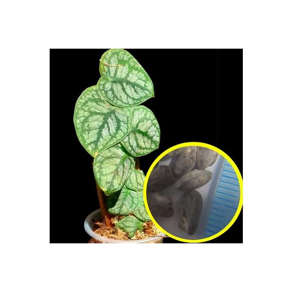 モンステラ デュビアの種子5粒Monstera dubia数量1は種子5粒です(オマケ無し)仕入れ先：ドイツ入荷時期：2025年10月