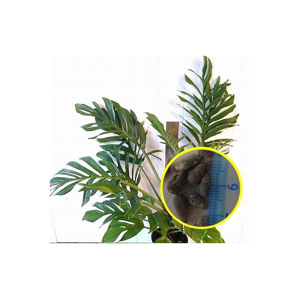 超希少❗️モンステラ　ピナッティパルティタ　ジェイドウィング✨ レア 観葉植物 熱帯植物 モンステラ ピナッティパルティタ