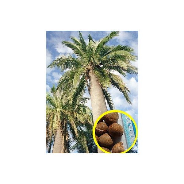 succulent_msc-plm-jubaea-chilensis