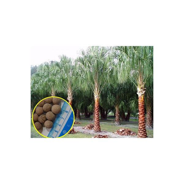 4月入荷 100粒+ リビストナ デコラ 種子 種 証明書あり0604 新着商品