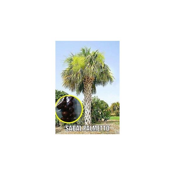 パルメットヤシ Sabal Palmetto の種子 Buyee Buyee Japanese Proxy Service Buy From Japan Bot Online
