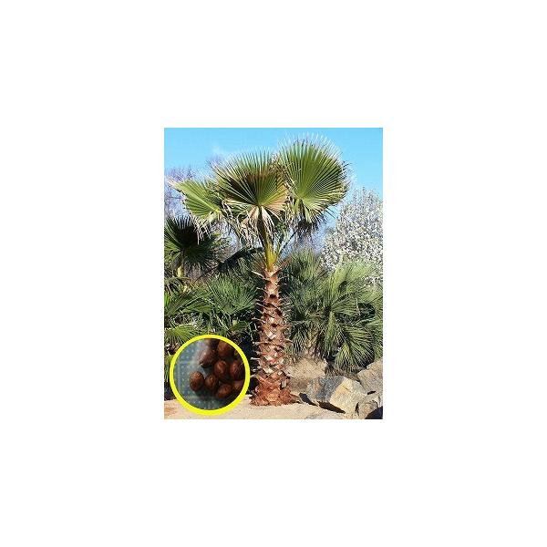 観葉植物 ワシントンヤシの人気商品 通販 価格比較 価格 Com