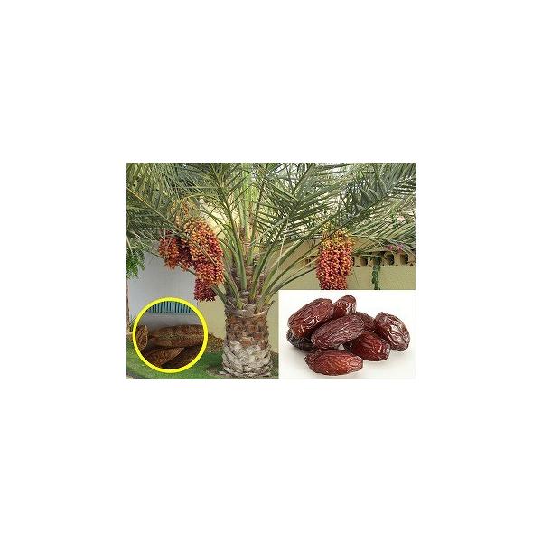 たくや　現物「ナツメヤシ」10号　Phoenix dactylifera たくや 現物「ナツメヤシ」10号 Phoenix dactylifera 現物