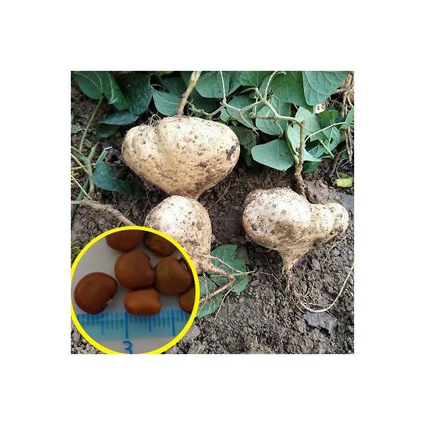 種子15粒　ヒカマ（クズイモ、ヤムビーン）Pachyrhizus erosusJicama数量1は種子15粒仕入れ先：ドイツ入荷時期：2024年10月※播種は、晩春〜初夏が適しており、土壌温度が22℃くらいを超えるような暖かく日当たりの良い...
