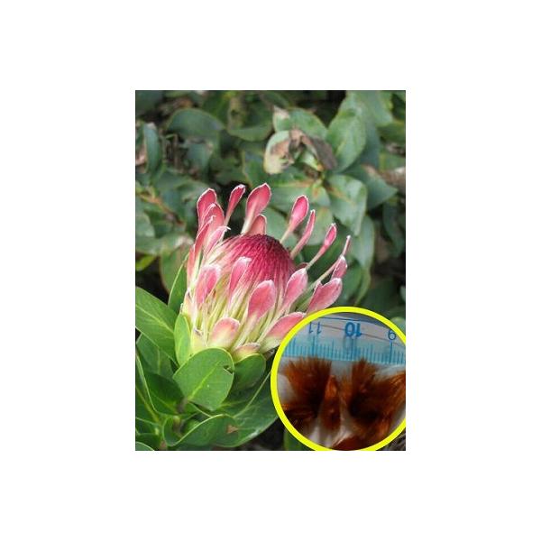 50%OFF! プロテア レペンス 赤花 Protea Repens red の種子