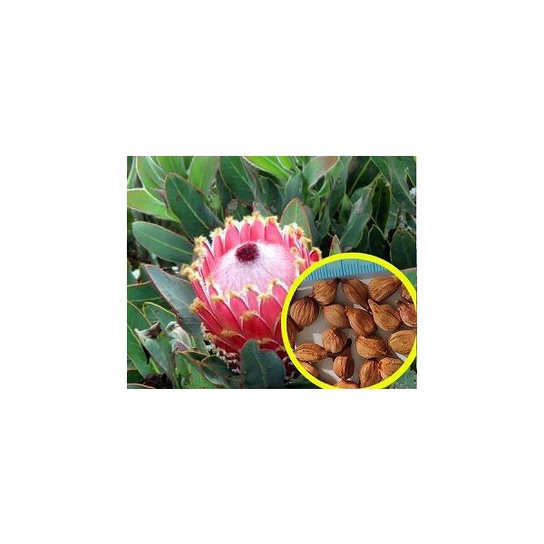 種子5粒 プロテア・マグニフィカ(Protea Magnifica） : 多肉植物
