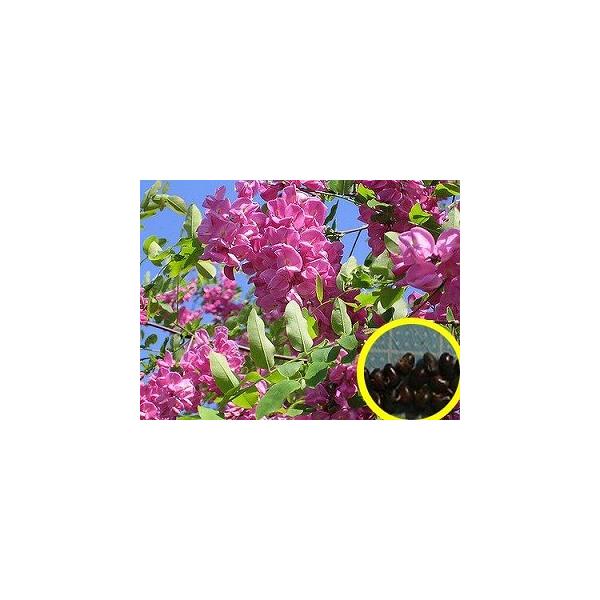 q20@FniGWioAJVAj(Robinia fertilis)̎q