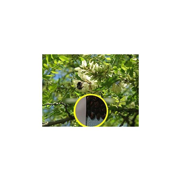 q20@jZAJVA(nGW)(Robinia pseudoacacia)̎q