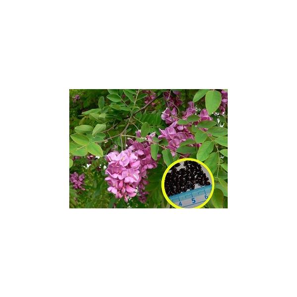 q20@[Y@AJVA(Robinia slavinii)̎q