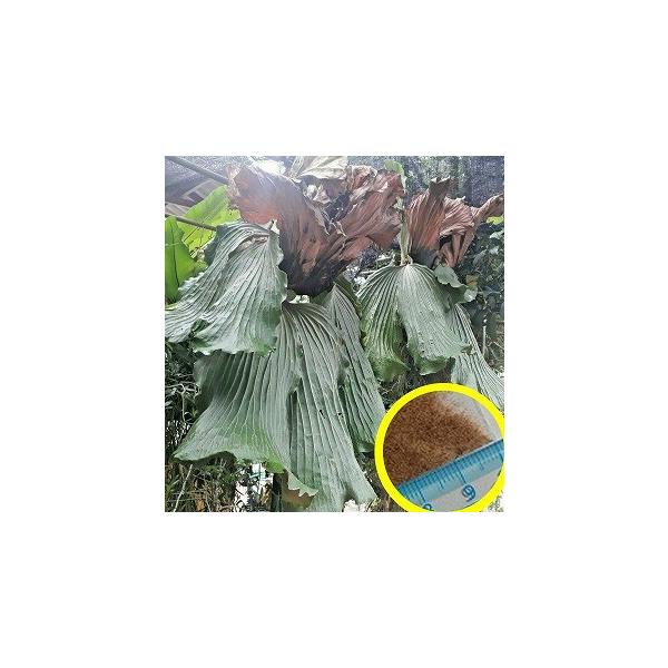 ビカクシダ・エレファントティス(Platycerium elephantotis)の ビカクシダ・エレファントティス(Platycerium elephantotis)の