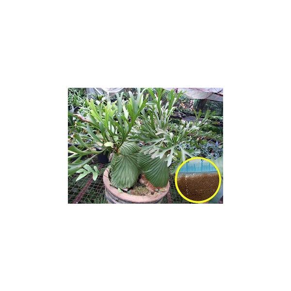 ビカクシダ リドレイ Platycerium Ridleyi の胞子 種子 Buyee Buyee 日本の通販 商品 オークションの代理入札 代理購入