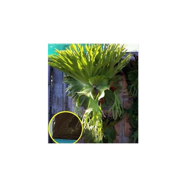 ビカクシダ スパーバム Platycerium Superbum の胞子 種子 Buyee Buyee Japanese Proxy Service Buy From Japan Bot Online