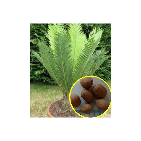 やどろき ディオーン エデュレ 種子20粒 やどろき ディオーン エデュレ