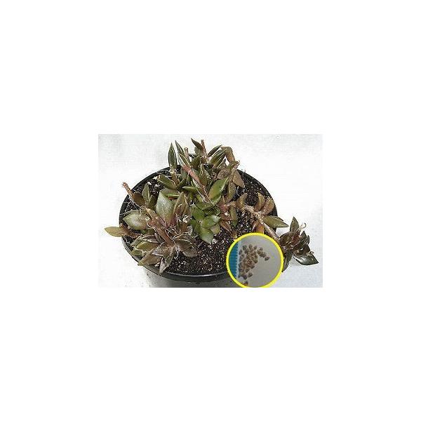 AiJvZX@̏iAnacampseros rufescensj̎q