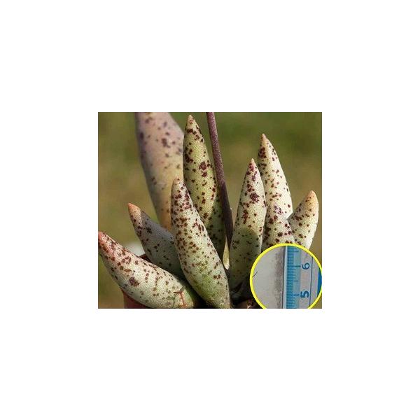 レア✨韓国苗　アドロミクスクス　フィリカウリスレッドスポット 抜き苗 grhako.jpg