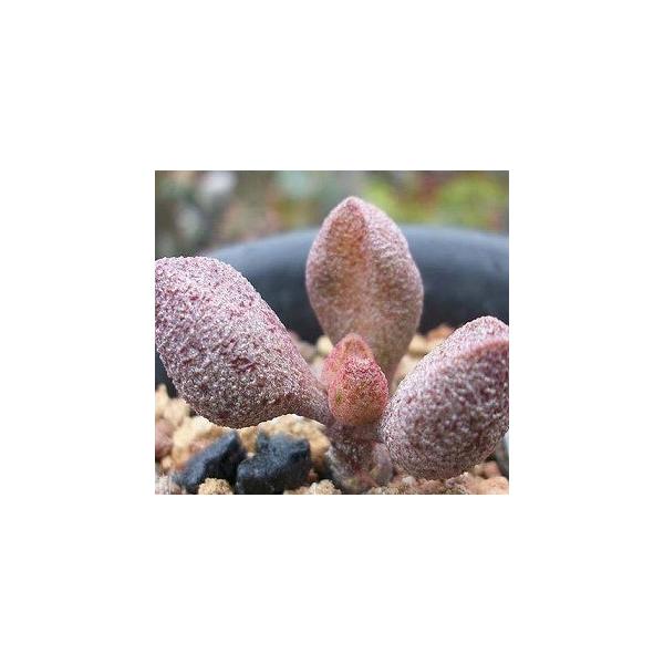 アドロミスクス マリアンナエ Marianae 種子 Buyee Buyee Japanese Proxy Service Buy From Japan Bot Online