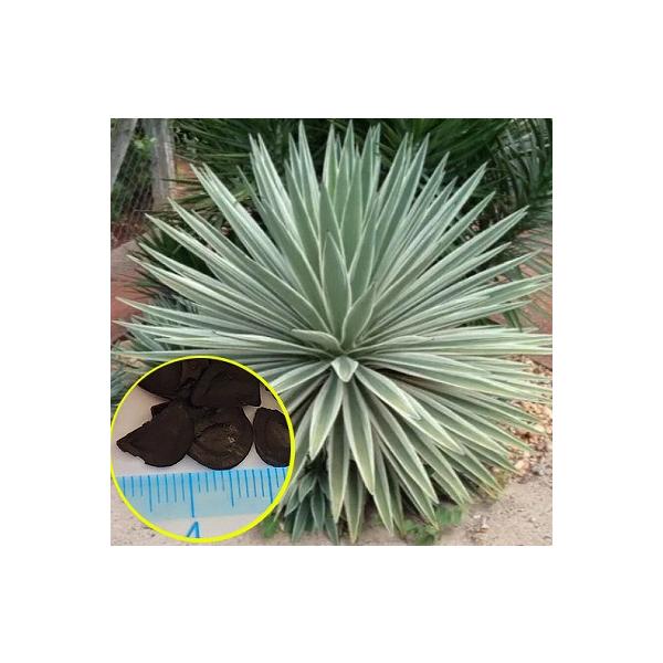 種子15粒　アガベ・アングスティフォリア　'Variegata'　アガベ・アンガスティフォリア　'Variegata'　Agave angustifolia 'Variegata'数量1は種子15粒です仕入れ先：ドイツ入荷時期：2024年4月