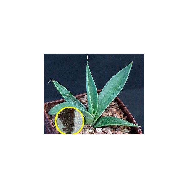 アガベ アプラナータ Agave Applanata の種子 Buyee Buyee Japanese Proxy Service Buy From Japan Bot Online