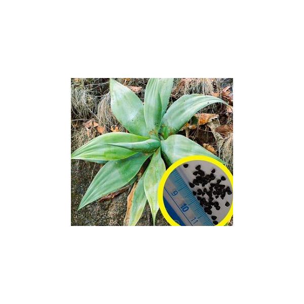 種 アガベの人気商品 通販 価格比較 価格 Com