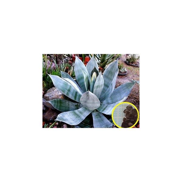 アガベ　セルシーノヴァ　大株40センチ❗美種❗耐寒あり❗ アガベ：セルシーノヴァ 4.5号 の通販 | 園芸ネット