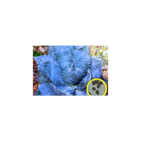 q15@AKxER[^(Agave colorata)