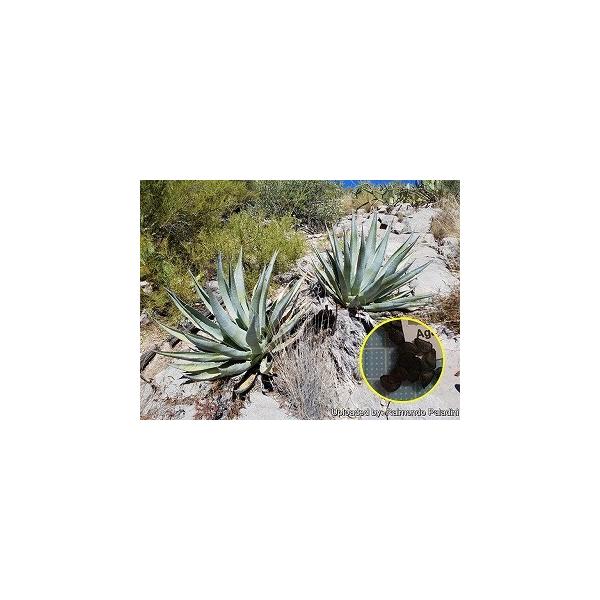 q15 AKxEfU[eBEVvbNX(Agave@deserti@var.@simplex)̎q