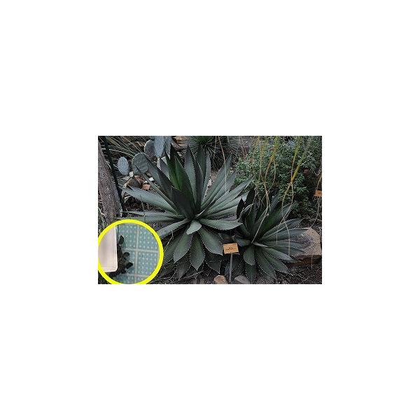 q15@AKxEMVMeB[(WFXuCeB)(Agave ghiesbreghtii)