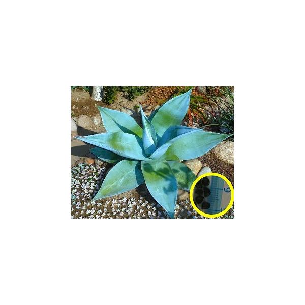 q20@AKxEOCGS(Agave guiengola)