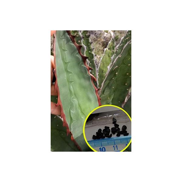 https://item-shopping.c.yimg.jp/i/l/succulent_suc-agv-agave-horrida-chocolate-thorns
