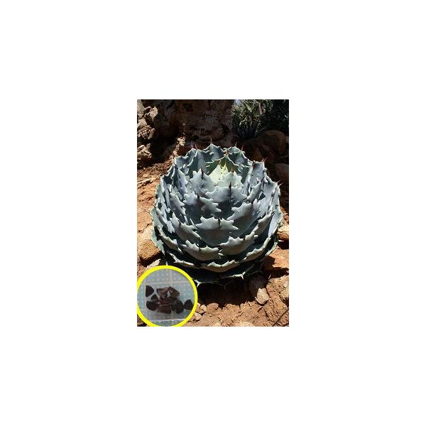 種子100粒 アガベ・イシスメンシス（雷帝）(Agave Isthmensis