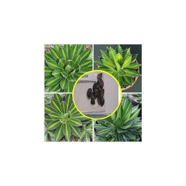 q50@AKx t@U(Agave lophantha)