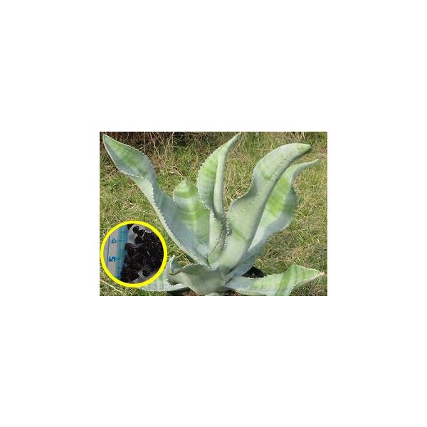 種子30粒 アガベ・バレンシアナ(Agave valenciana) : 多肉植物