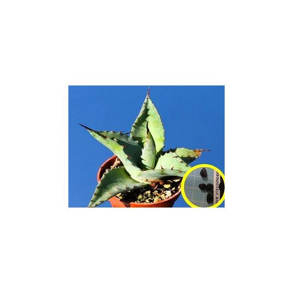 q15 AKxErYJCmGVX(Agave vizcainoensis)