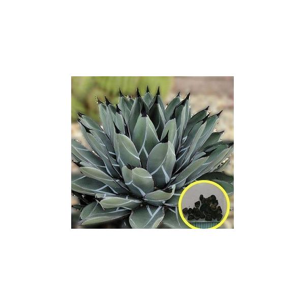 q100@AKx iAgave ferdinandi-regisj