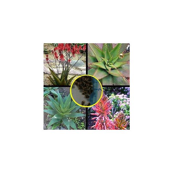 AGEAtBjX(Aloe affinis)̎q