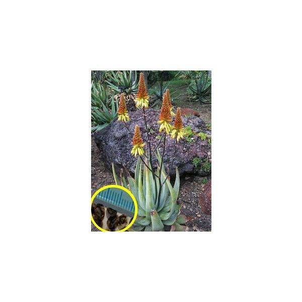 AGENvg|[_()(ALOE CRYPTOPODA)̎q