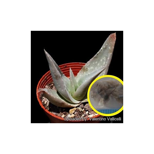 種子5粒 アロエ デュファレンシス(Aloe dhufarensis) 白肌アロエ