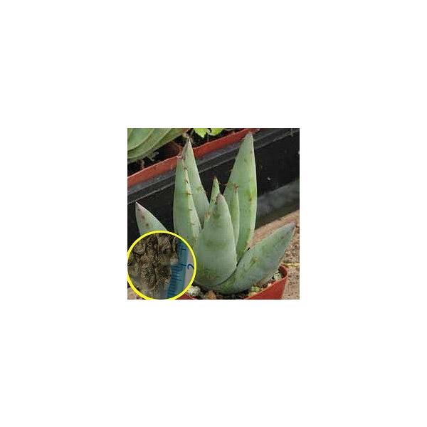 q15 AGEt@J[^()(Aloe falcata)