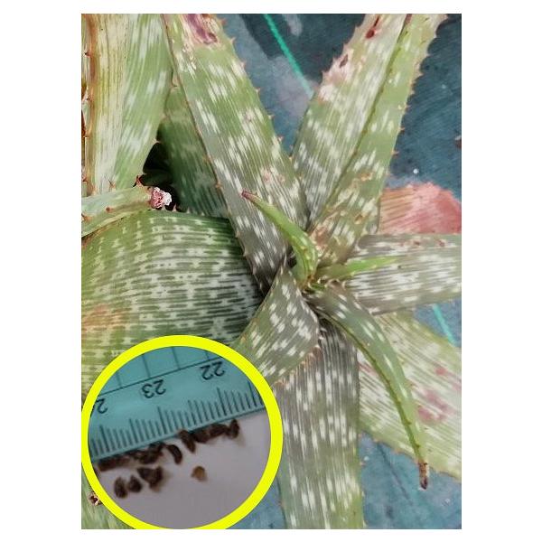 種子10粒 アロエ ハーニーの種子(Aloe hahnii) : 多肉植物ワールド