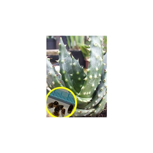 アロエ 種の人気商品 通販 価格比較 価格 Com