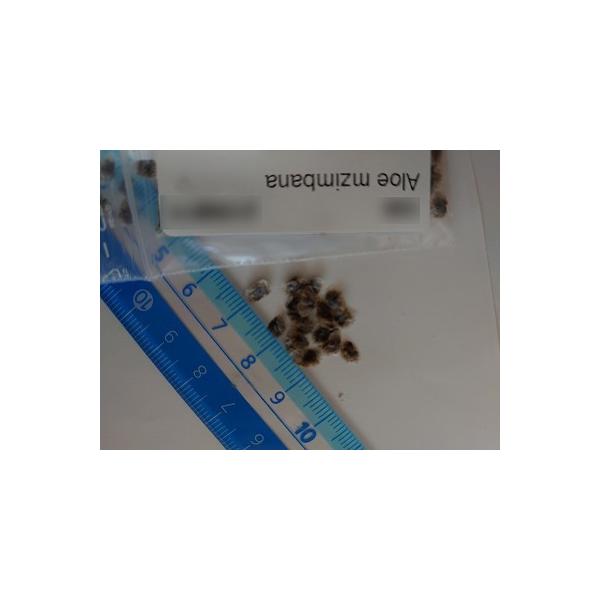 q10@AGEWoi(Aloe Mzimbana)̎q