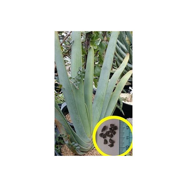 q20@AGEvJ`X(̕)(ALOE@PLICATILIS)