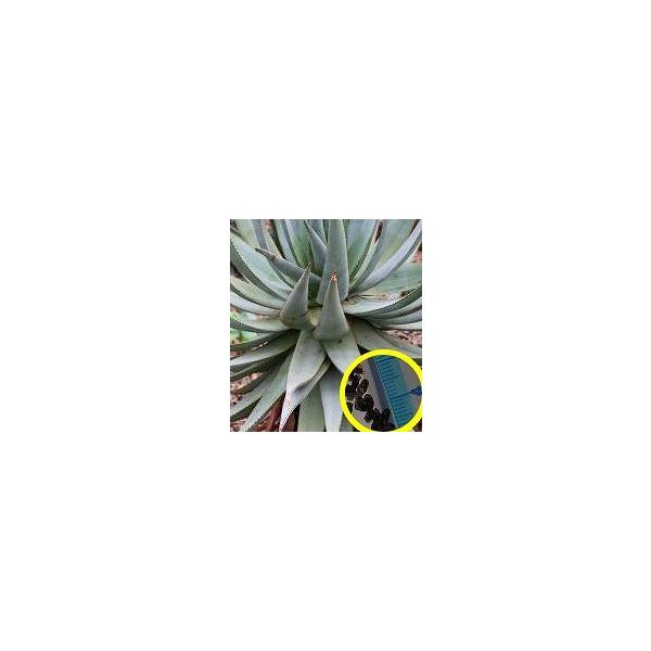 AGECcB[(Aloe reitzii)̎q