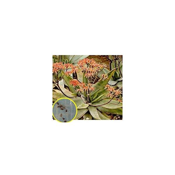 q20 AGEXgA[^(Aloe Striata)