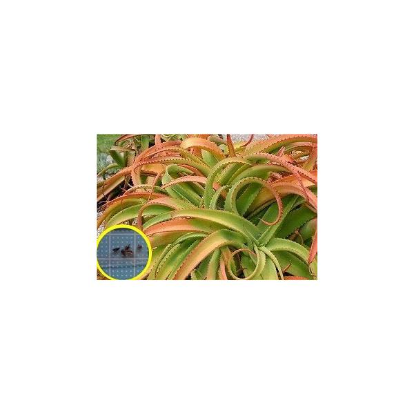 q20 AGEooj[(Aloe vanbalenii)̎q