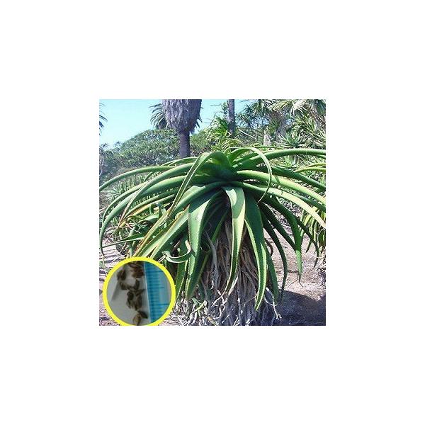 q15@AGEAICfX(Aloe alooides)