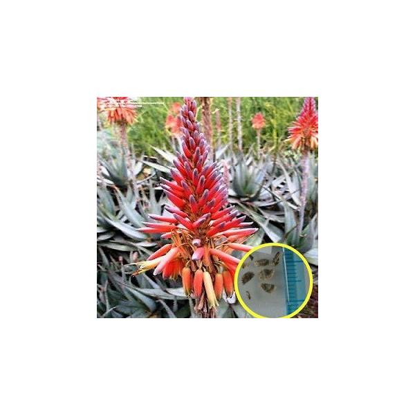 q15@AGEtV[(Aloe framesii)