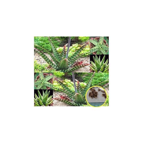 q20@AGEO[j[iAloe Greeniij