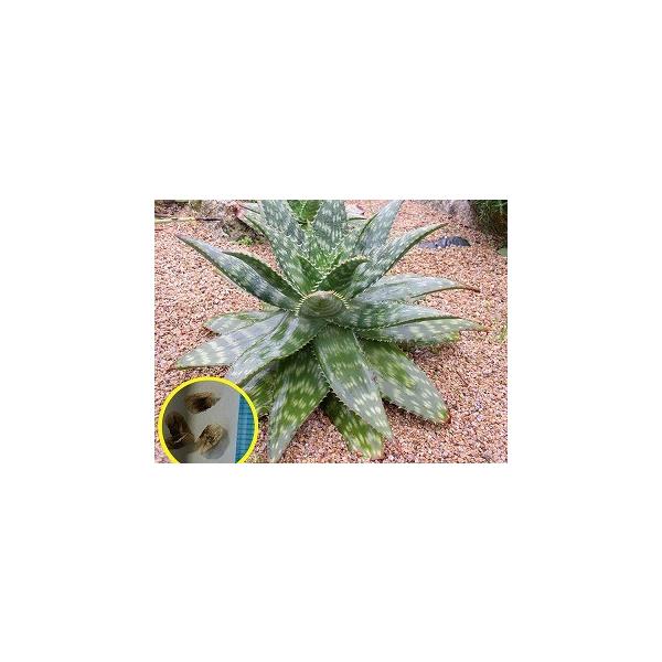 激レア！　アロエ　マクラータ錦　（マキュラータ錦） マクラータ系。 | D-style ニクブログ